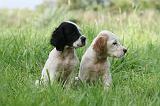 SETTER ANGLAIS 243